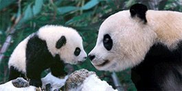 3D Postkarte "Pandamutter mit Jungem" von authentic CARD