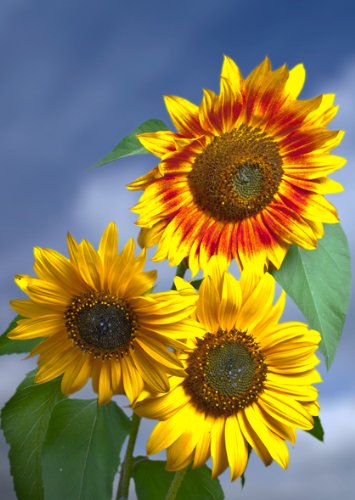 3D Postkarte "Sonnenblumen Nr.02" von authentic CARD