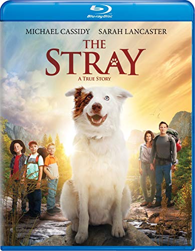 Blu-Ray - Stray [Edizione: Stati Uniti] (1 BLU-RAY) von Blu-Ray