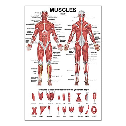 Mehrzweck Anatomisches Diagramm Des Menschlichen Muskelsystems Wasserdicht Verschleißfest Passend Für Klassenzimmer Laboratorien Krankenhaus Muskelsystem Diagramm von blispring