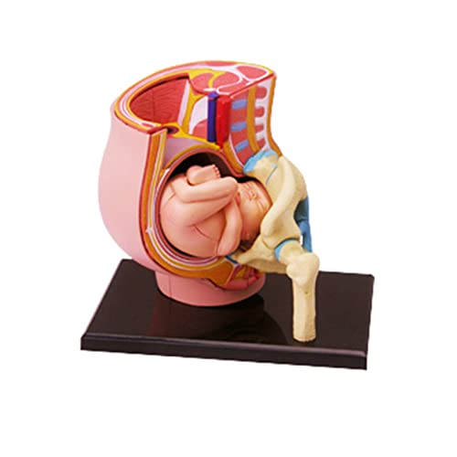 Menschliches Schwangeres Beckenabschnittsmodell Mit 9 Monate Altem Baby Fötus Modell. Anatomie Des Plazenta Modells. Neun Monate Altes Baby Fötus Modell von blispring