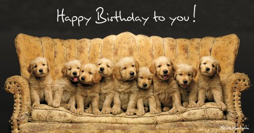 Keith Kimberlin Geburtstagskarte Hunde Golden Retriever Welpen auf Sofa Panoramakarte 11x22 cm von bsb-obpacher