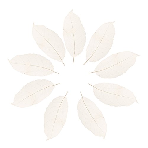 Cutefly 50Pcs Magnolie Skelettblätter Skelett Blätter Gestecke Trockenblätter - Weiß von cutefly