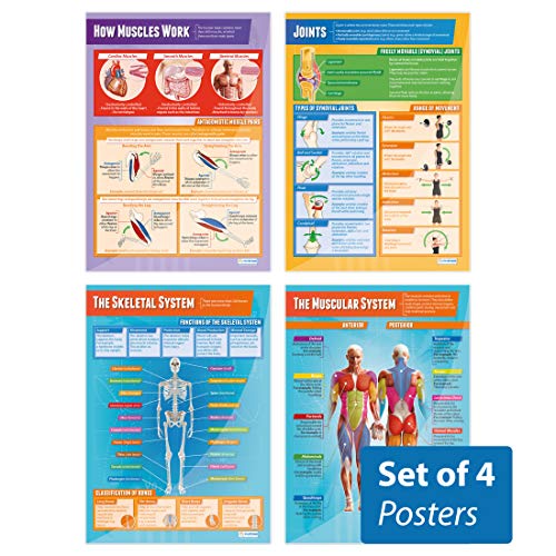 Daydream Education Poster mit Muskel- und Skelett-System, Hochglanz-Papier, 850 mm x 594 mm (A1), Wissenschaftstafeln für das Klassenzimmer, Bildungstabellen von Daydream Education von daydream