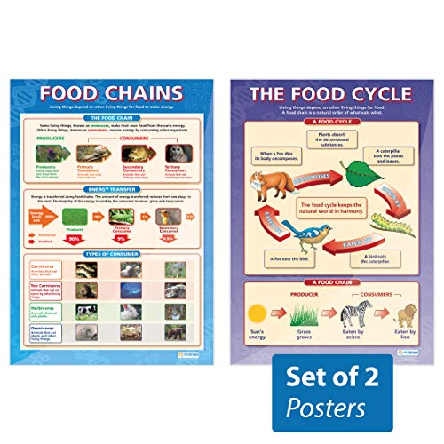 Daydream Education The Food Cycle & Food Chains Poster, Hochglanzpapier, 850 x 594 mm (A1), 2 Stück von daydream