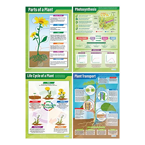 Poster „Pflanzen“, 4er-Set, wissenschaftliche Poster, laminiertes Glanzpapier mit den Maßen 850 mm x 594 mm (A1), wissenschaftliche Poster für das Klassenzimmer, Lernposter von Daydream Education von daydream