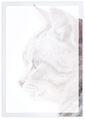 Briefpapier mit Katzen DIN A4 - Papier Katze - 20 Blatt - Motiv Nr. 067 | 90g/m² von deLuxeTuning.de
