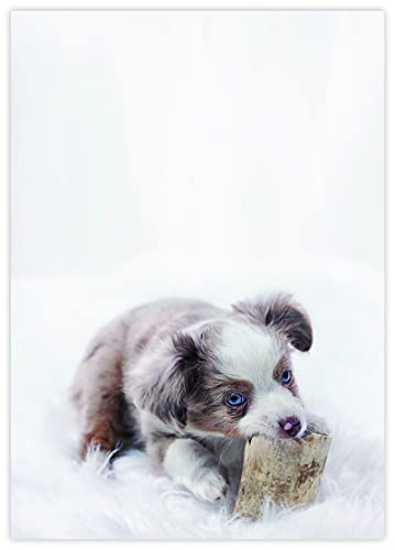 DIN A4 Hundemotive Briefpapier mit Hund - Papier Hunde - 20 Blatt - Motiv Nr. 155 | 80g/m² von deLuxeTuning.de