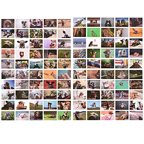 ewtshop® Postkarten Set mit lustigen Tiermotiven, 100 unterschiedliche Motive, 100 Karten, DIN A6 von ewtshop