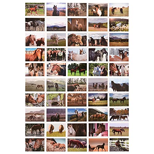 ewtshop® Postkarten Set mit tollen Pferdemotiven, 50 unterschiedliche Pferdemotive, 50 Karten, DIN A6 von ewtshop
