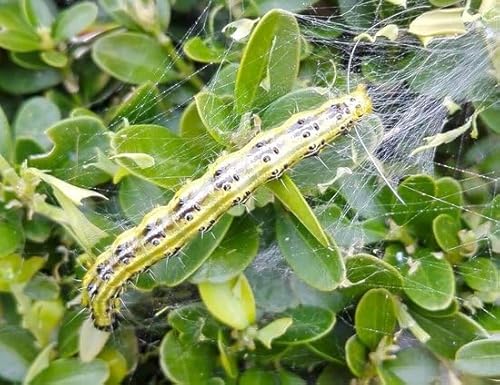 Ferrarium-Nematoden gegen Buchsbaummotte 20 Millionen Nematoden von ferrarium