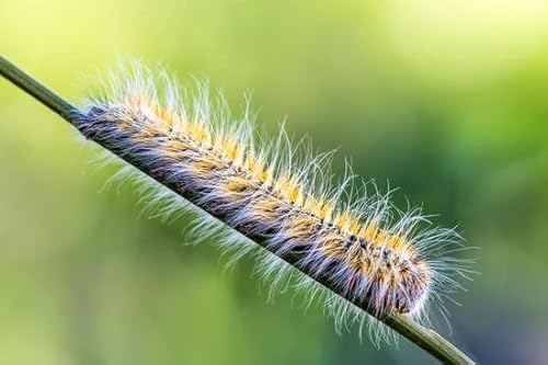 Ferrarium-Nematoden gegen Eichenprozessionsraupe für 20M2 Ferrarium-Nematoden gegen Eichenprozessionsraupe für 20M2 von ferrarium