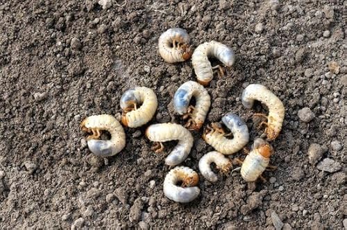 Ferrarium-Nematoden gegen Engerlinge - für 25m² Boden von ferrarium