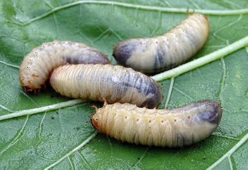 Ferrarium-Nematoden gegen Lederjacken für 20M2 Rasen - 10 Millionen Nematoden Ferrarium-Nematoden gegen Lederjacken für 20M2 Rasen - 10 Millionen Nematoden von ferrarium