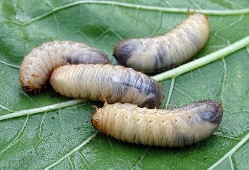 Ferrarium-Nematoden gegen Lederjacken für 40M2 Rasen Ferrarium-Nematoden gegen Lederjacken für 40M2 Rasen von ferrarium