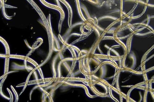 Ferrarium-Nematoden gegen Trauermücken 6 Millionen - Steinernema feltiae Nematoden 12m² Ferrarium-Nematoden gegen Trauermücken 6 Millionen - Steinernema feltiae Nematoden 12m² von ferrarium