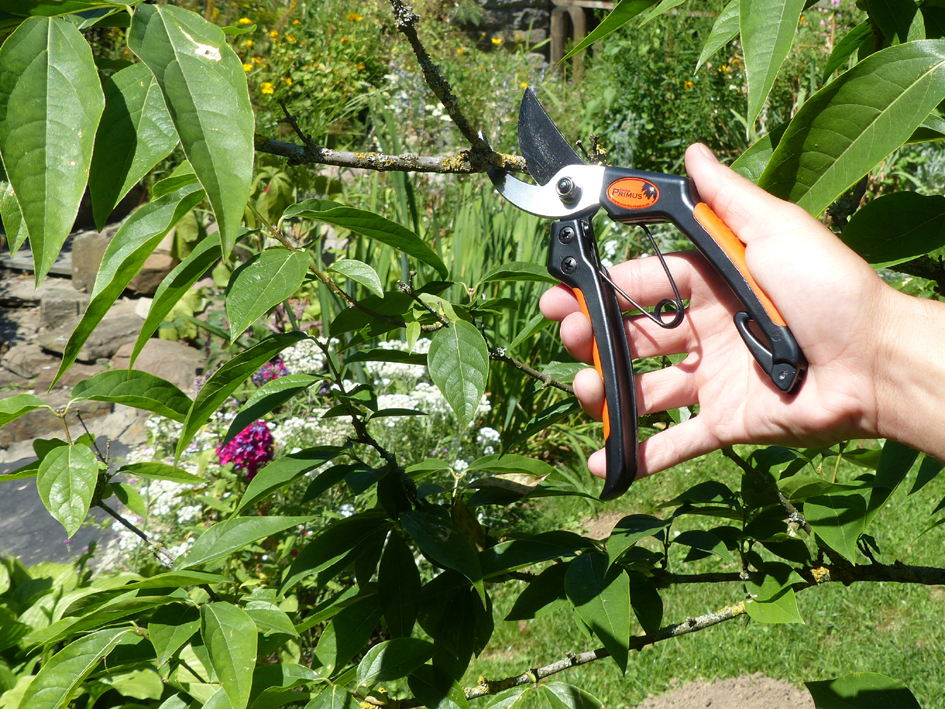 Garten PRIMUS Herren-Gartenschere, Länge: 205 mm Garten PRIMUS Herren-Gartenschere, Länge: 205 mm von garten primus