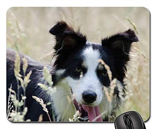 Computer-Mauspad Border-Collie-Hohes Gras-Sommer-Warmer Dreifarbiger Hund Gaming Mauspad Langlebige Schreibtischmatte Multifunktional Mouse Pad Für Computer Laptops Pc 25X30Cm von haikoushibaikanshangmaoyouxiangongsi2