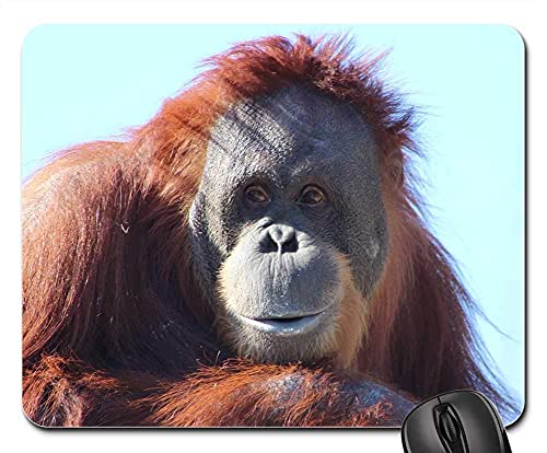 Mouse Pad Orang-Utan-Affe-Natur Orang-Utan-Primaten-Affe Gaming Mauspad Weich Tischunterlage Leichtes Gleiten Mauspads Für Homeoffice Büroarbeiten Computer 25X30Cm Mouse Pad Orang-Utan-Affe-Natur Orang-Utan-Primaten-Affe Gaming Mauspad Weich Tischunterlage Leichtes Gleiten Mauspads Für Homeoffice Büroarbeiten Computer 25X30Cm von haikoushibaikanshangmaoyouxiangongsi2