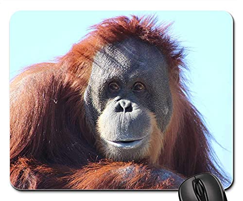 Mouse Pad Orang-Utan-Affe-Natur Orang-Utan-Primaten-Affe Gaming Mauspad Weich Tischunterlage Leichtes Gleiten Mauspads Für Homeoffice Büroarbeiten Computer 25X30Cm von haikoushibaikanshangmaoyouxiangongsi2