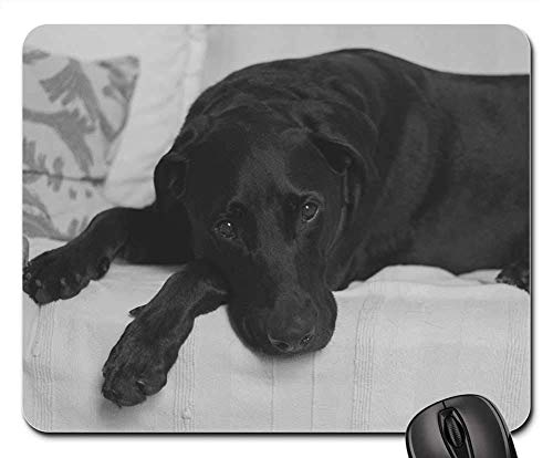 Schreibtischunterlage Labrador Retriever Schwarzer Labrador Schwarzer Labrador Mauspads Ergonomisches Gaming Mauspad Waschbar Mouse Pad Für Büro Computer Laptops 25X30Cm von haikoushibaikanshangmaoyouxiangongsi2