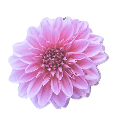 kokdid Haftnotizen in Blumenform, Haftnotizen, Haftnotizen, Notizblock, selbstklebende Tagebücher, Seite, Notizblöcke für Büro, Schule, 25 Blatt kokdid Haftnotizen in Blumenform, Haftnotizen, Haftnotizen, Notizblock, selbstklebende Tagebücher, Seite, Notizblöcke für Büro, Schule, 25 Blatt von kokdid