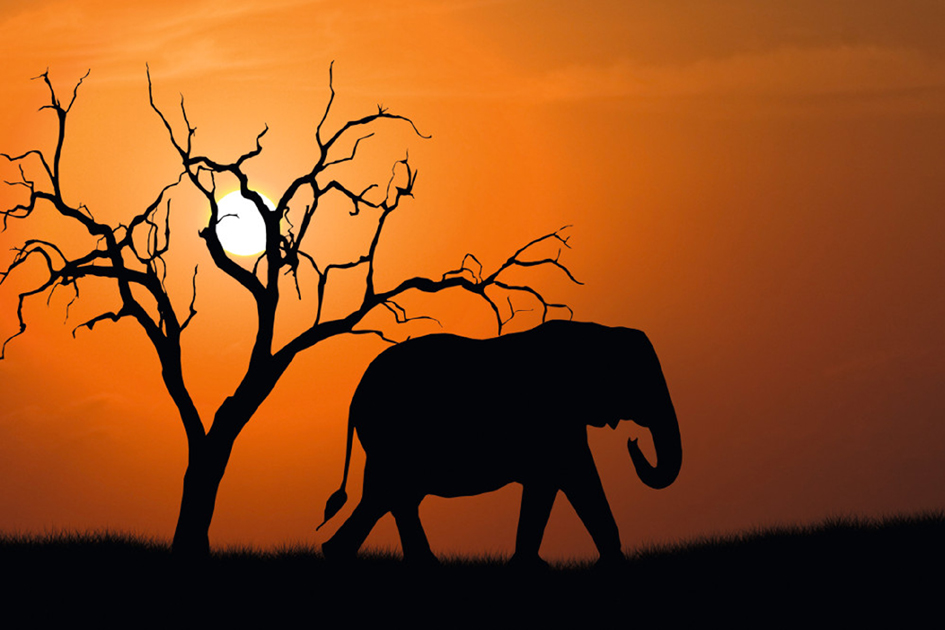 PAPERFLOW Wandbild , Out of Afrika, , aus Plexiglas PAPERFLOW Wandbild , Out of Afrika, , aus Plexiglas von paperflow