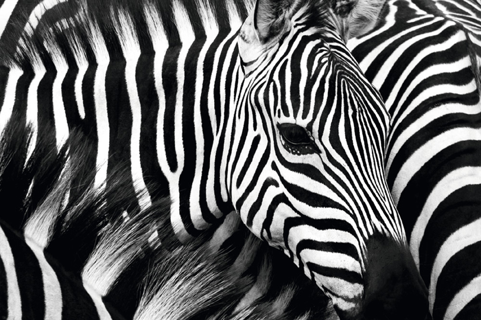 PAPERFLOW Wandbild , Zebra, , aus Plexiglas von paperflow