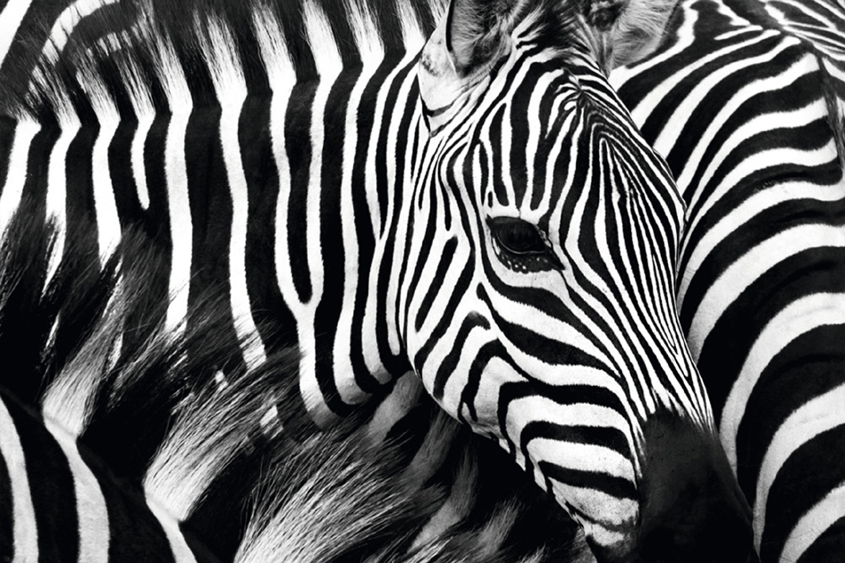 PAPERFLOW Wandbild , Zebra, , aus Plexiglas PAPERFLOW Wandbild , Zebra, , aus Plexiglas von paperflow