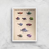 Fish Of The Sea Of Thieves Giclee Art Print - A2 - White Frame von rare