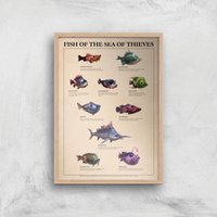 Fish Of The Sea Of Thieves Giclee Art Print - A2 - Wooden Frame von rare