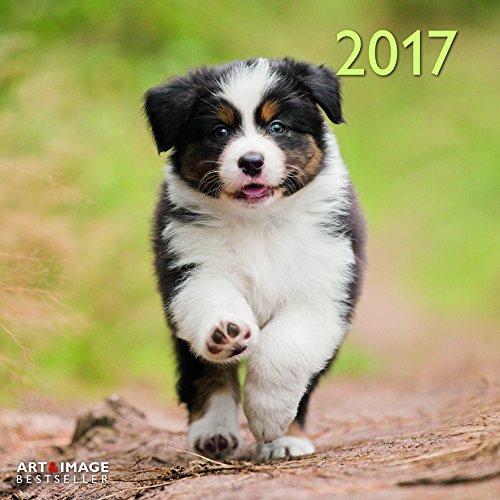 teNeues Dogs A & I ART & IMAGE Kalender 30 x 30 cm weiß von teNeues