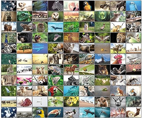 100 Tierpostkarten mit 100 verschiedenen Motiven Postkarten Tiere von the lazy panda card company