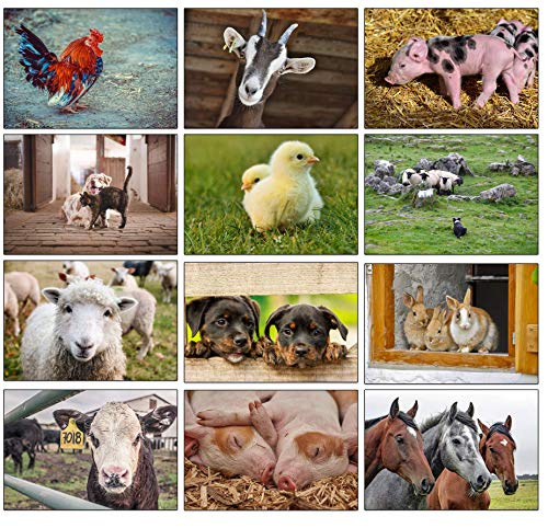12 Blanko Innen Grußkarten mit schönen Fotos auf der Vorderseite - mit Umschlägen (Bauernhof Tiere) von the lazy panda card company
