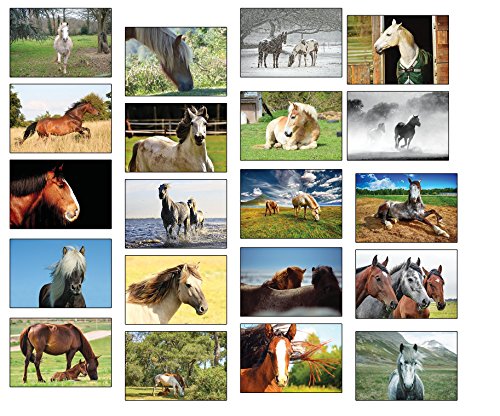 Postkarten Pferde - 20 verschiedene Pferde-Postkarten-Set ideal für Sammler und Postcrossing von the lazy panda card company