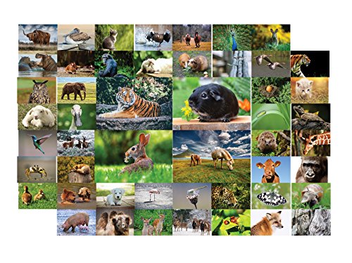Tiere Postkarten - 50 verschiedene Tierpostkarten-set ideal für Sammler und Postcrossing von the lazy panda card company