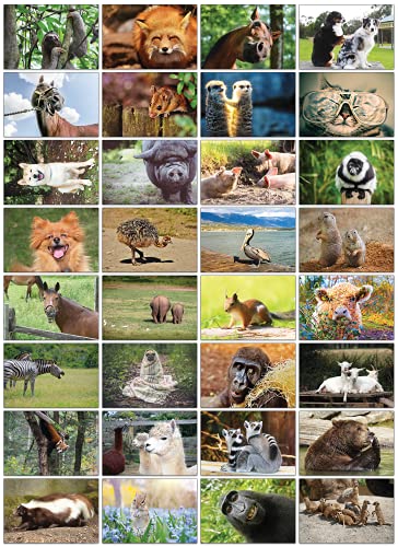 the lazy panda card company Auswahl an Natur-Postkarten: 32 Postkarten in verschiedenen Naturmotiven (Lustige Tiere) von the lazy panda card company