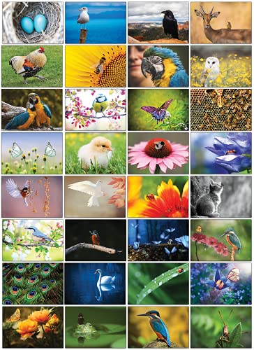 the lazy panda card company Auswahl an Natur-Postkarten: 32 Postkarten in verschiedenen Naturmotiven (Vögel, Käfer und Schmetterlinge) von the lazy panda card company