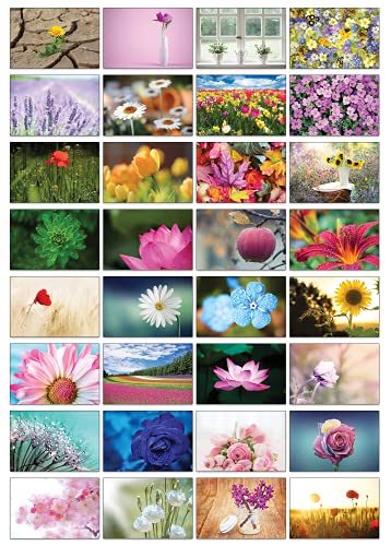 the lazy panda card company Natur Selection Postkarten - 32 verschiedene Postkarten mit verschiedenen Naturthemen (Schöne Blumen) von the lazy panda card company