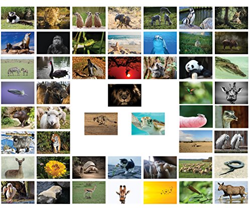 the lazy panda card company Tiere Postkarten - 50 verschiedene Tierpostkarten-set ideal für Sammler und Postcrossing von the lazy panda card company