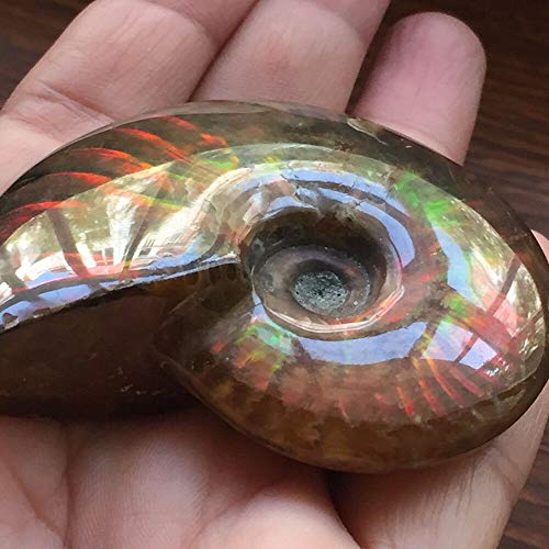 xiaghua369 Madagaskar Natural Schillern Ammonit Ammolit Facetten Probe Mineralsteinkegel paläontologische Schnecke Fossilien Sammlerstücke (Größe : 40-50mm) von xiaghua369
