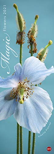 Magic Flowers Vertikalkalender - Kalender 2021 - Heye-Verlag - Sibylle Pietrek - Wandkalender mit zarten Blütenmotiven - 24,5 cm x 69 cm von zyx
